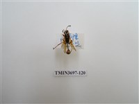 藏品(膜翅目(蜂))的圖片